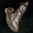 Rooted Triceratops Tooth - #7161-1